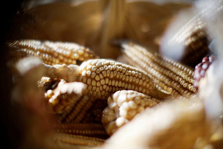 Productores acusan a Sheinbaum de favorecer a grandes empresas y afectar al campo tras el acuerdo Nacional Maíz-Tortilla “las grades corporaciones siguen ganando” | Noticias de México | El Imparcial