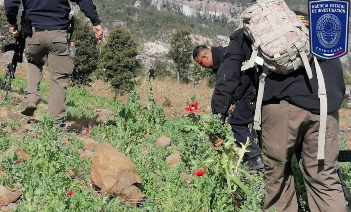 Destruyen 70 mil plantas de amapola en Chihuahua. // Foto: Especial/El Universal