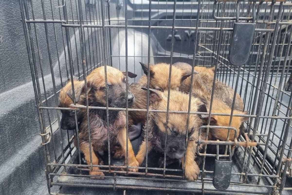 Animalistas piden claridad ante posible captura de perros en la vía pública en Rosarito
