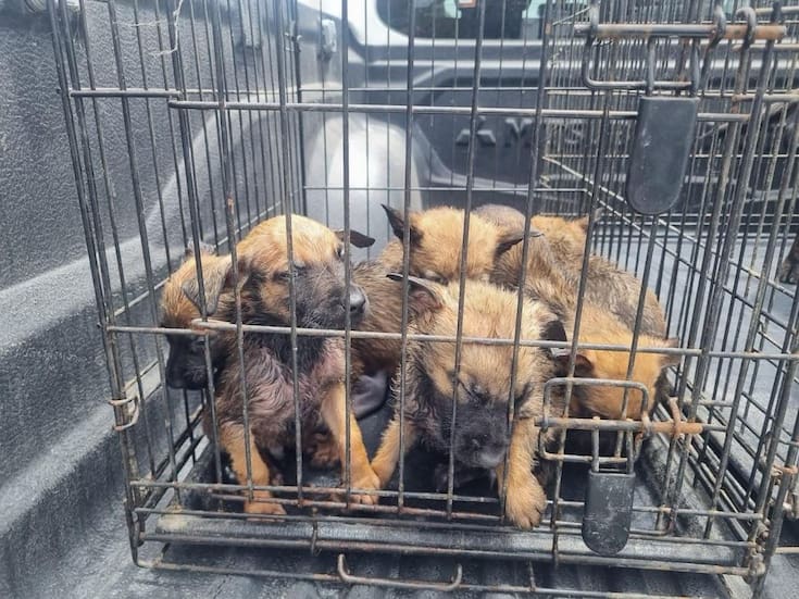 Animalistas piden claridad ante posible captura de perros en la vía pública en Rosarito
