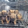 Animalistas piden claridad ante posible captura de perros en la vía pública en Rosarito