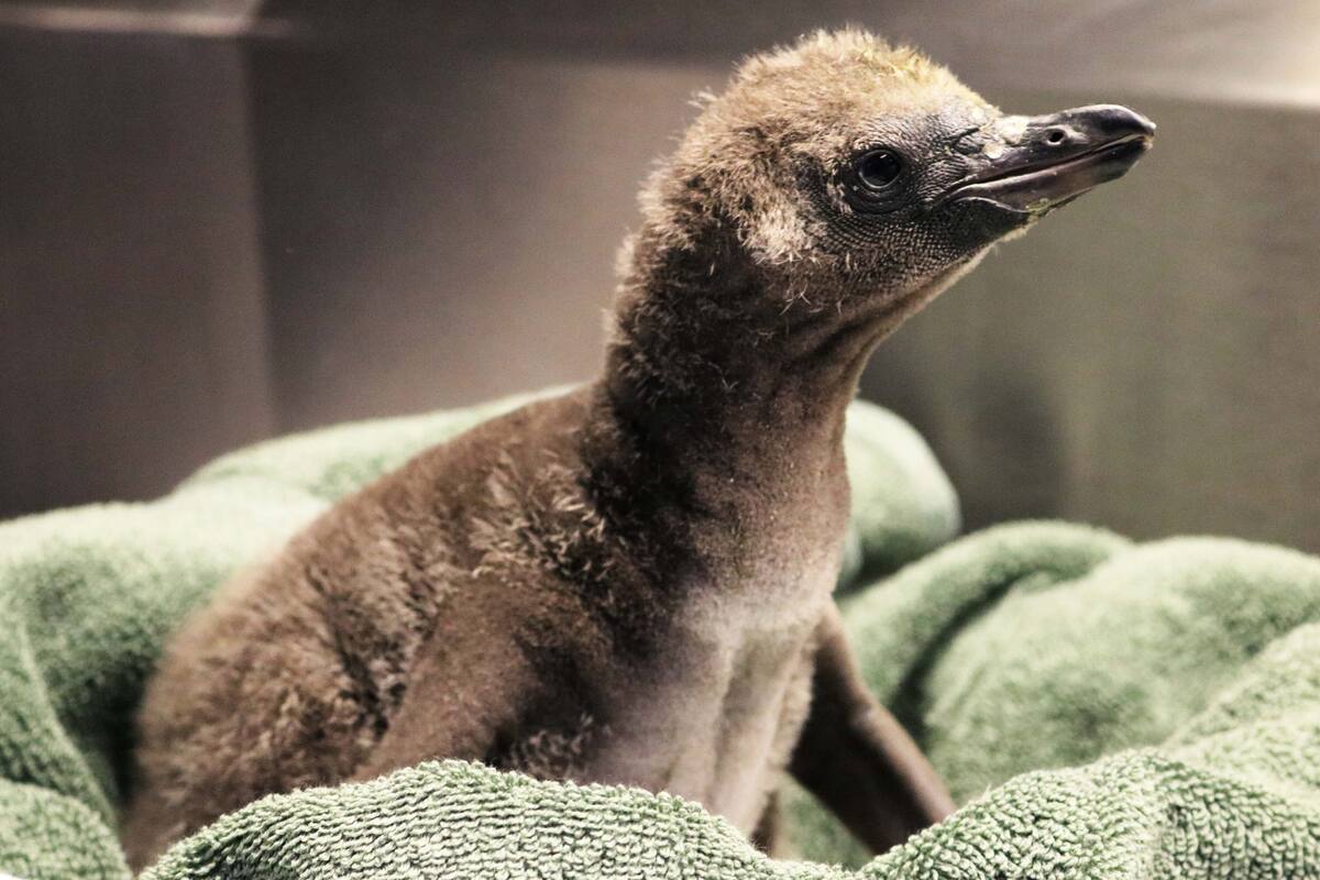 Pingüinos homosexuales se convierten en padres en el zoológico de Nueva York