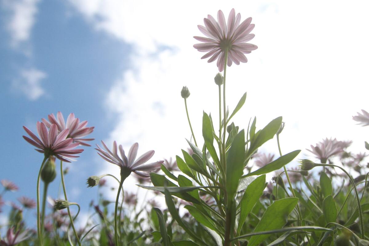 Clima Tijuana: Seguirán presentándose las temperaturas típicas de primavera