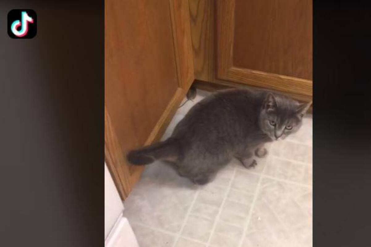 Dueña le pide a su gato que mate a un ratón y este no le hace caso