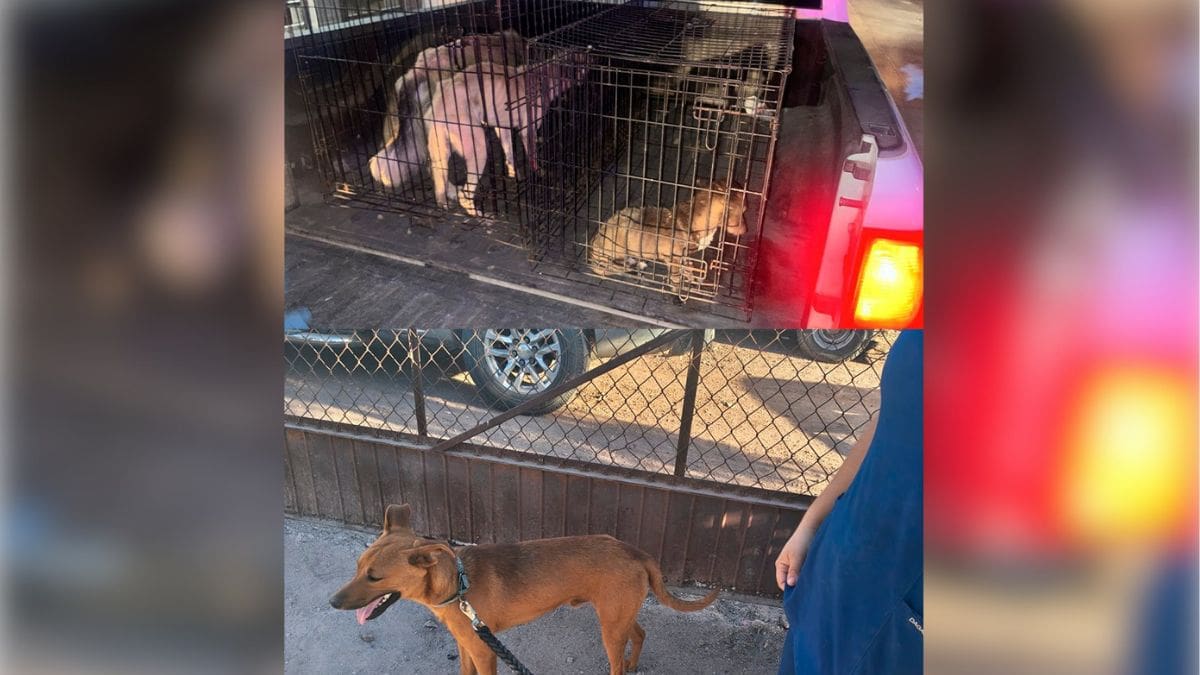 Operativos de la Fiscalía de Sonora y la AMIC logran el aseguramiento de cuatro perros en situación de maltrato dentro de viviendas en Navojoa y Empalme