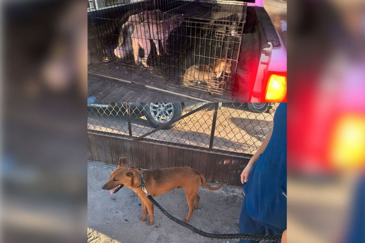 Operativos de la Fiscalía de Sonora y la AMIC logran el aseguramiento de cuatro perros en situación de maltrato dentro de viviendas en Navojoa y Empalme