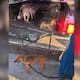 Operativos de la Fiscalía de Sonora y la AMIC logran el aseguramiento de cuatro perros en situación de maltrato dentro de viviendas en Navojoa y Empalme