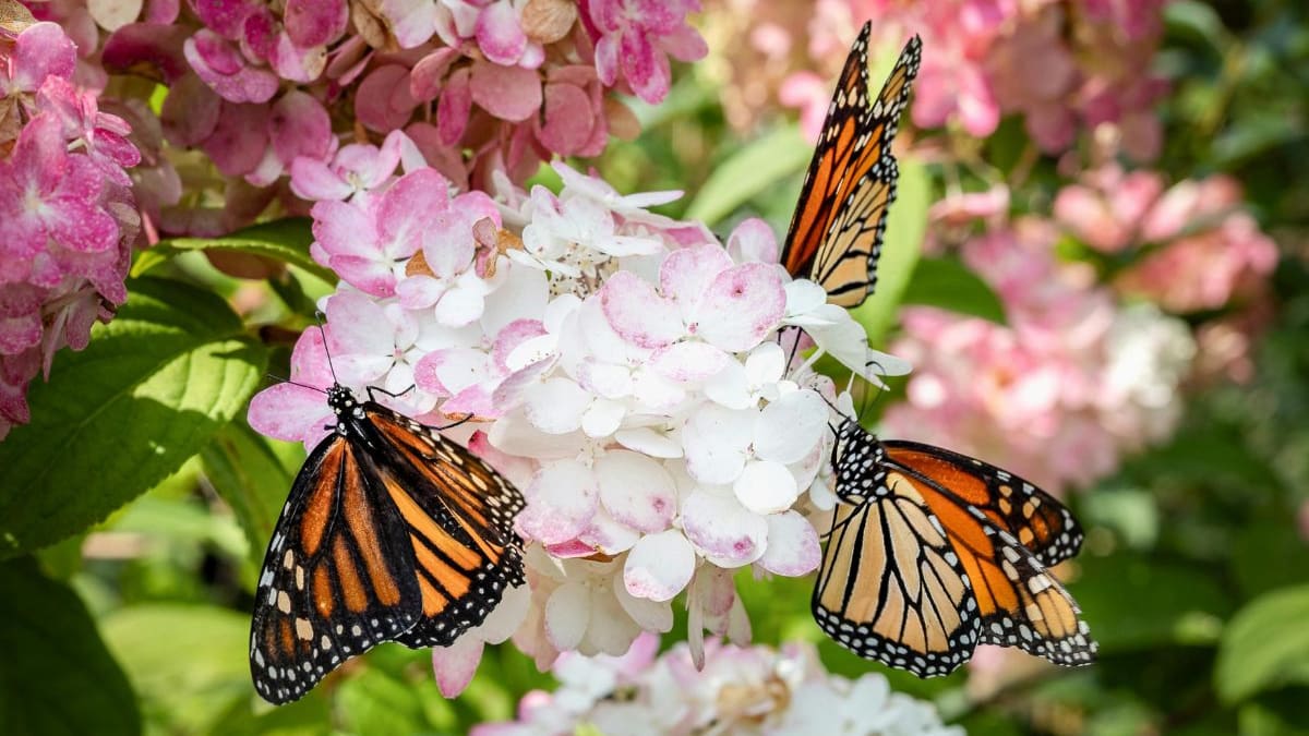 Sequía disminuye en ruta migratoria y aumenta reproducción en EEUU: Las razones detrás del 64% de crecimiento de la mariposa monarca en México