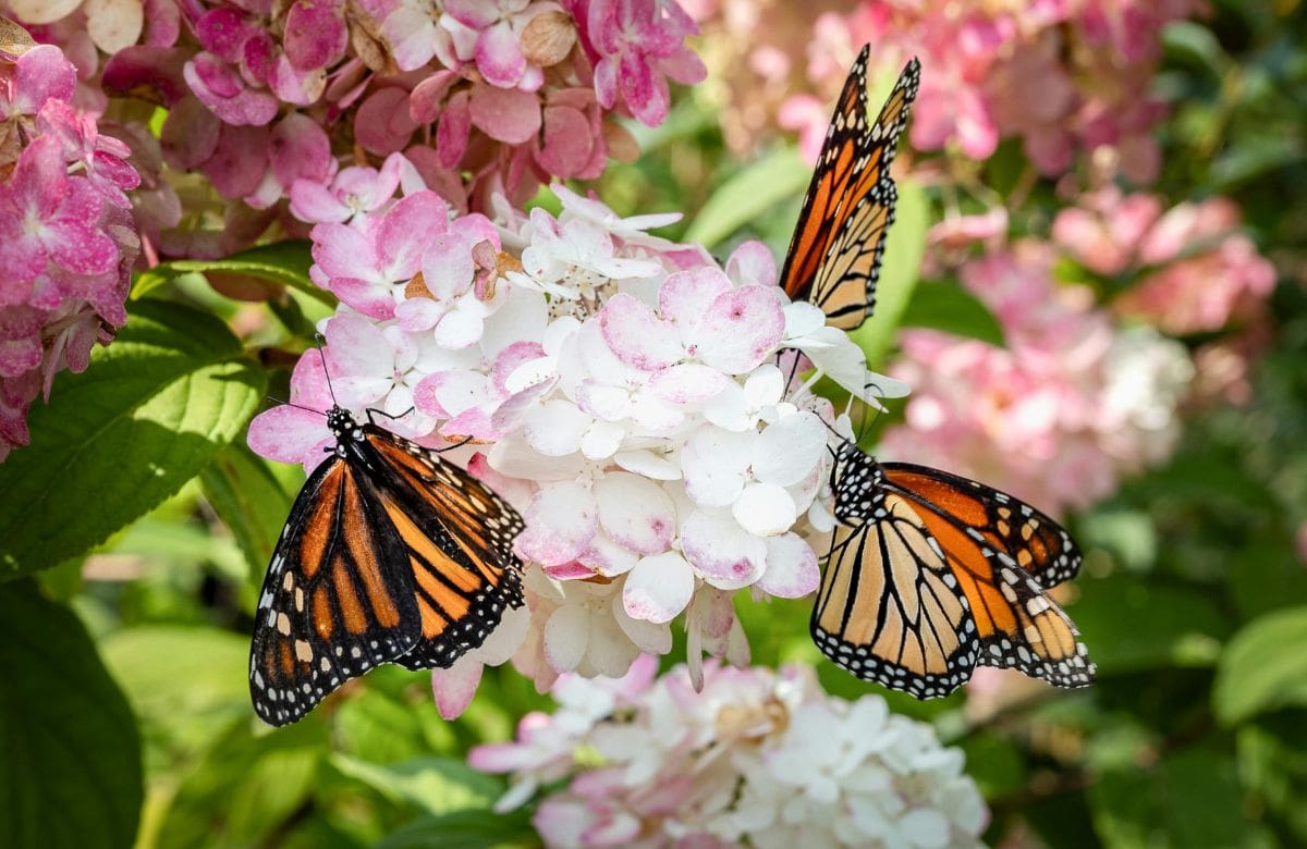 Las mariposas Monarca ahora ocupan 2.93 hectáreas de los bosques mexicanos. | Crédito: canva