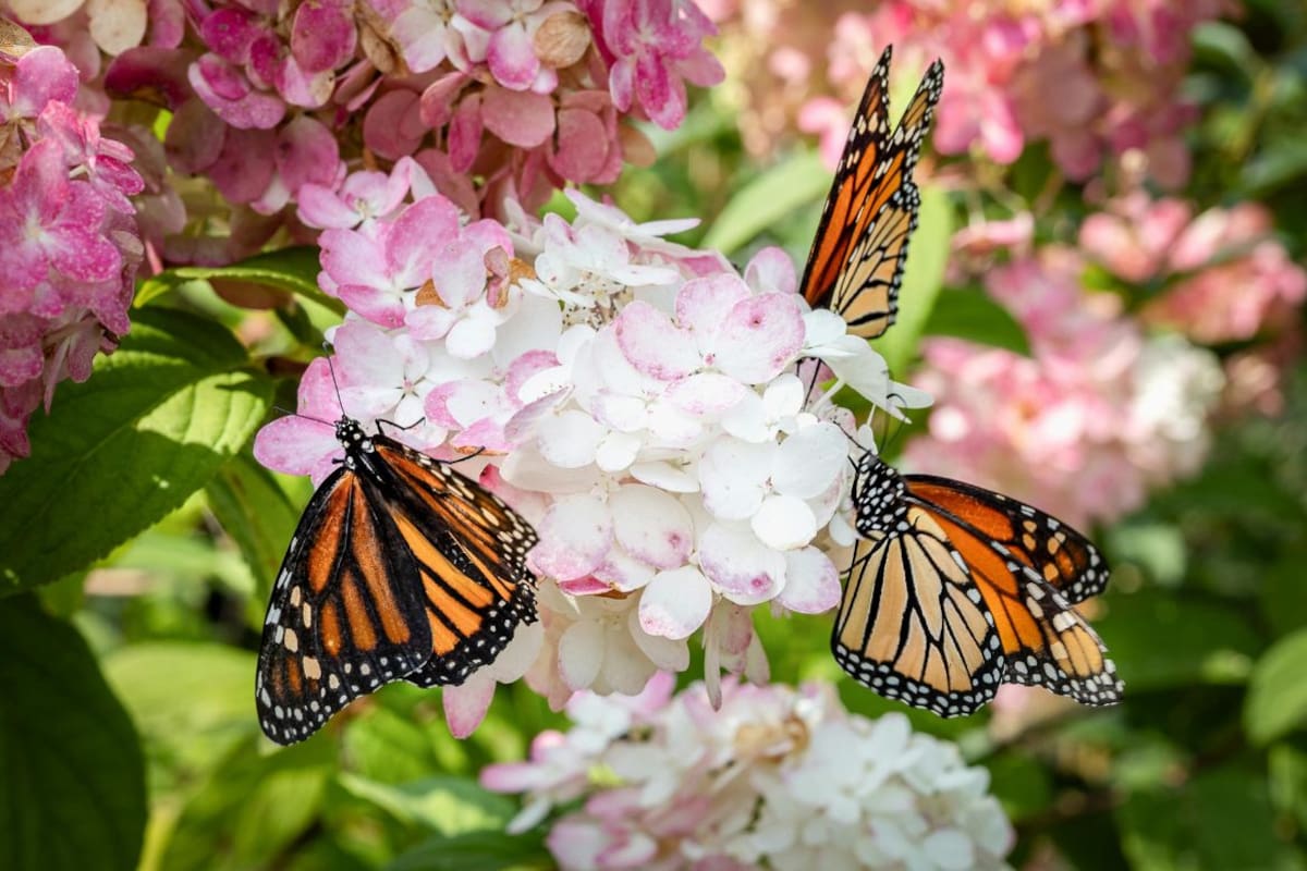 Sequía disminuye en ruta migratoria y aumenta reproducción en EEUU: Las razones detrás del 64% de crecimiento de la mariposa monarca en México