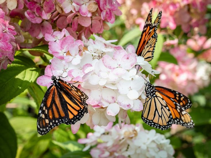 Sequía disminuye en ruta migratoria y aumenta reproducción en EEUU: Las razones detrás del 64% de crecimiento de la mariposa monarca en México