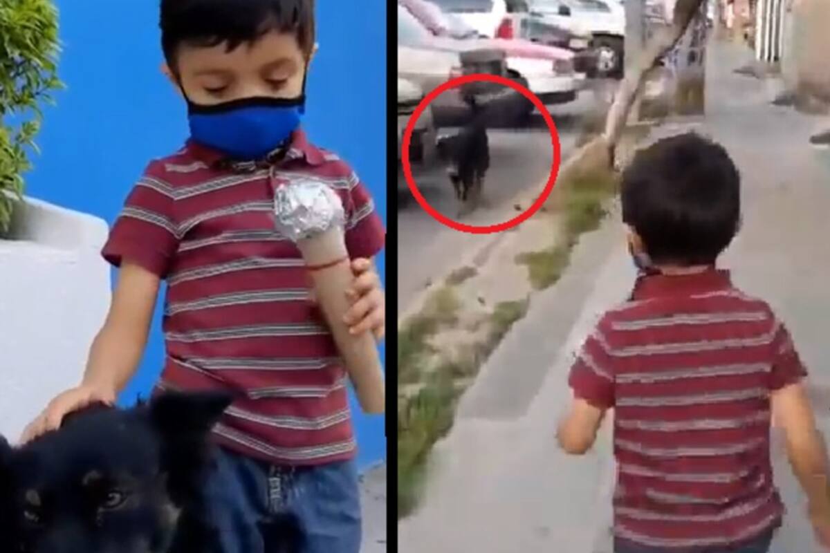 Niño se hace viral por entrevistar a perritos de la calle