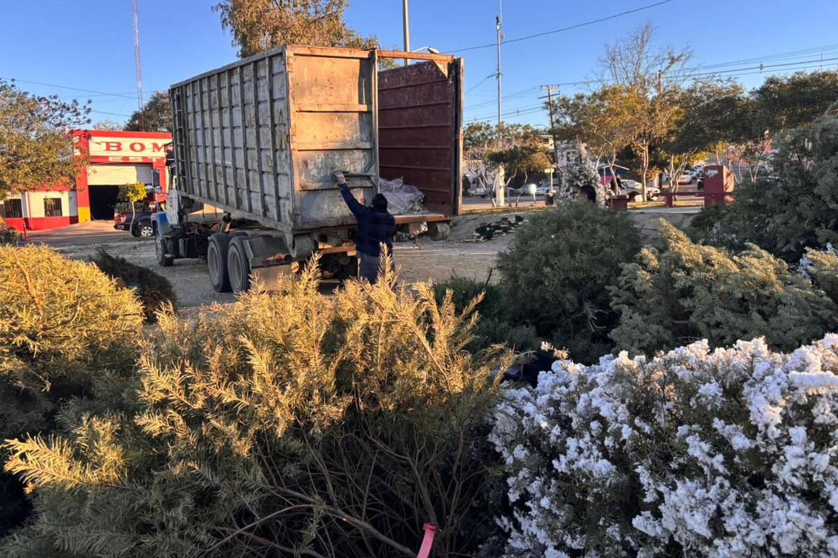 Recolecta Nación Verde cientos de árboles navideños