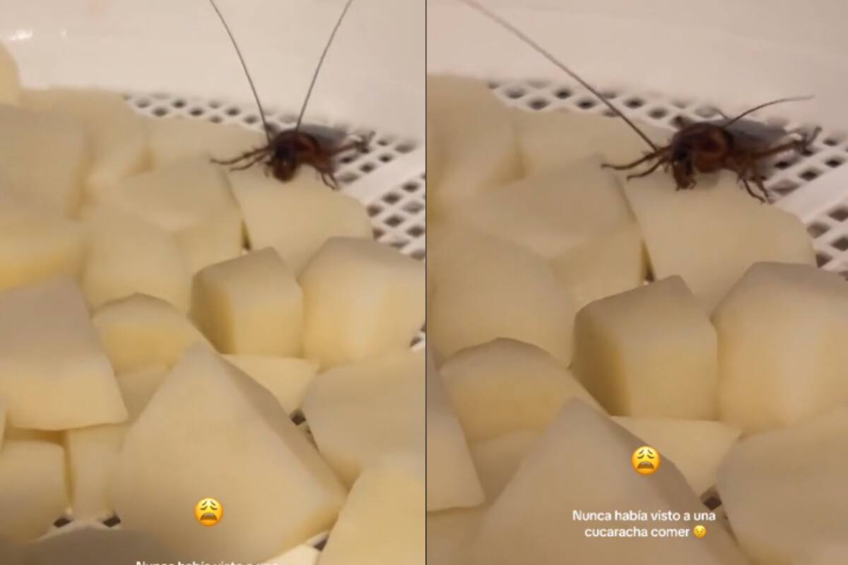 VIRAL | Esta joven sólo quería preparar su comida, pero una cucaracha le arruinó todo el platillo