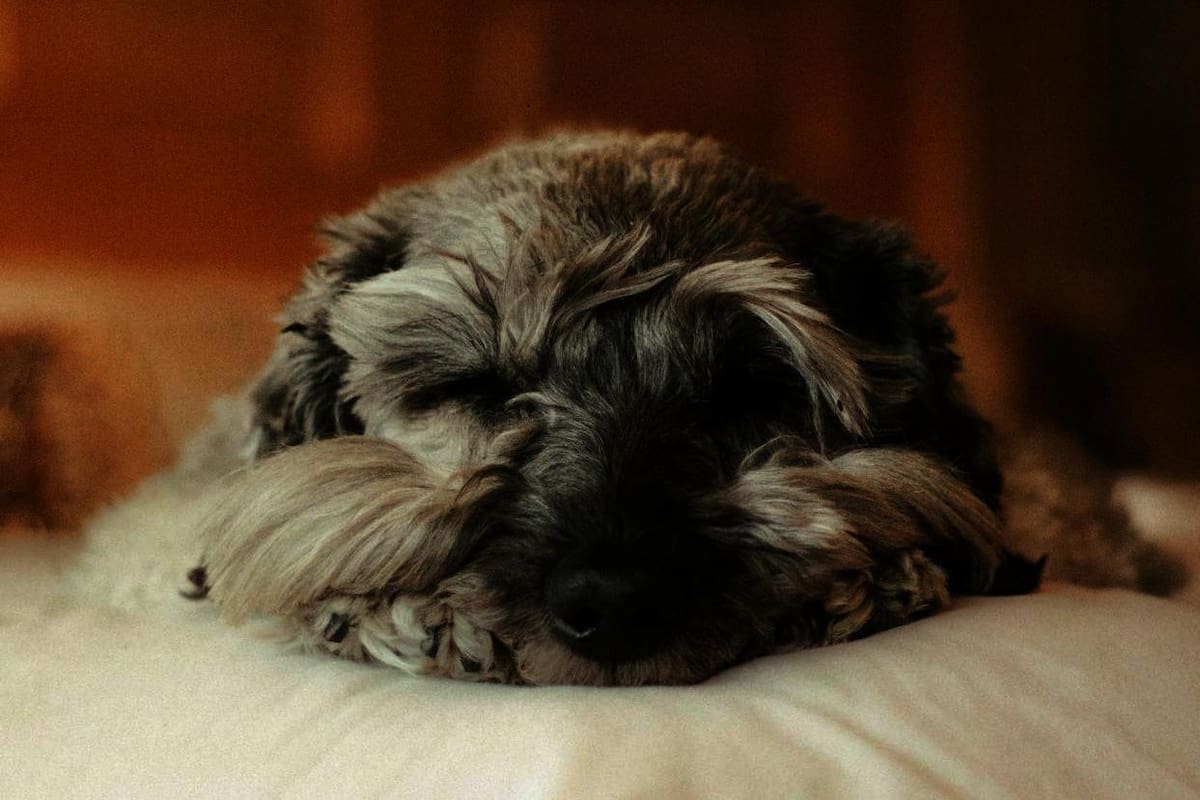 El precio de consentir a las macotas, según la Condusef