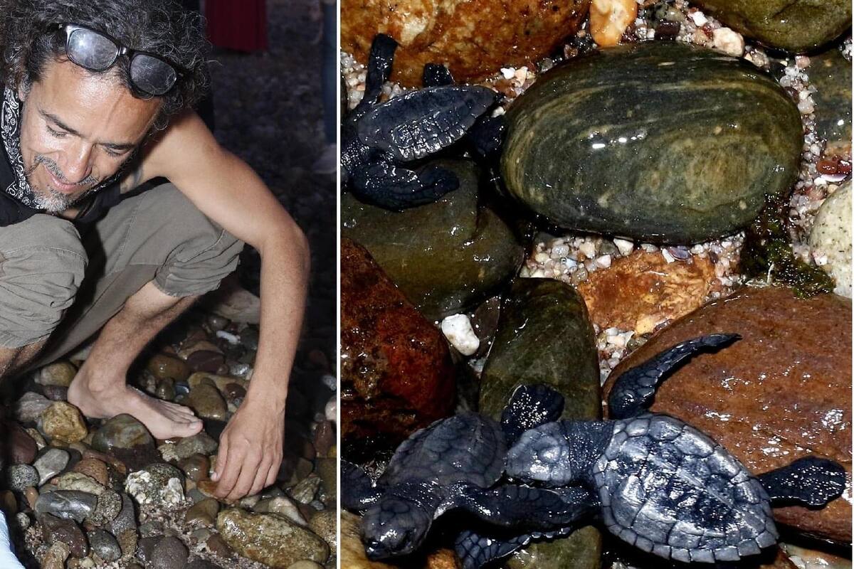 FOTOS: Tortugas liberadas al salir de huevo en playa de El Desemboque