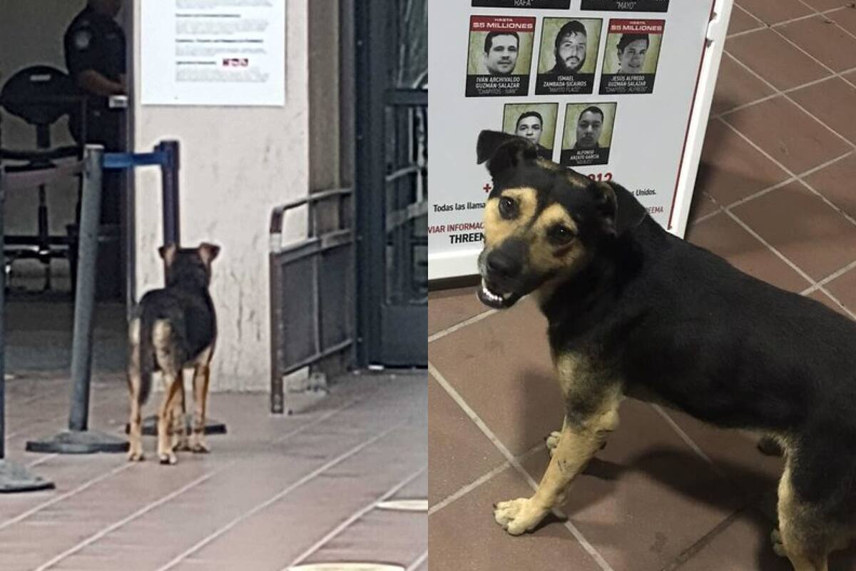 Perro callejero "Gaviotín" logra cruzar la línea fronteriza de México a Estados Unidos