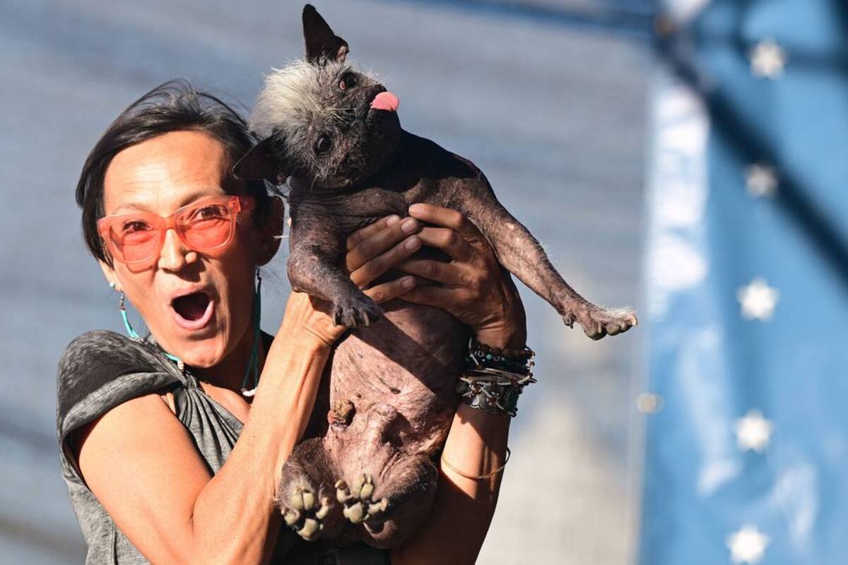 Así se ve el perro más feo del mundo