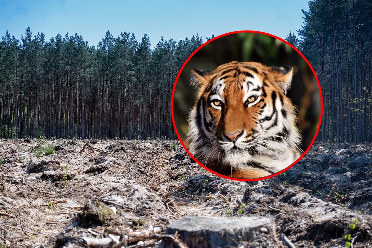 Estos son los animales que están en peligro de extinción actualmente