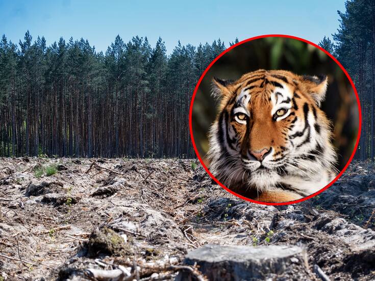 Estos son los animales que están en peligro de extinción actualmente