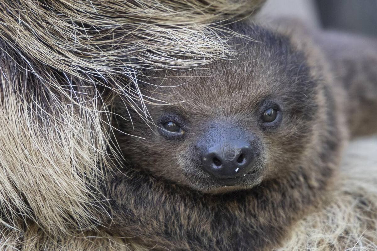 Nace bebé perezoso en el San Diego Zoo