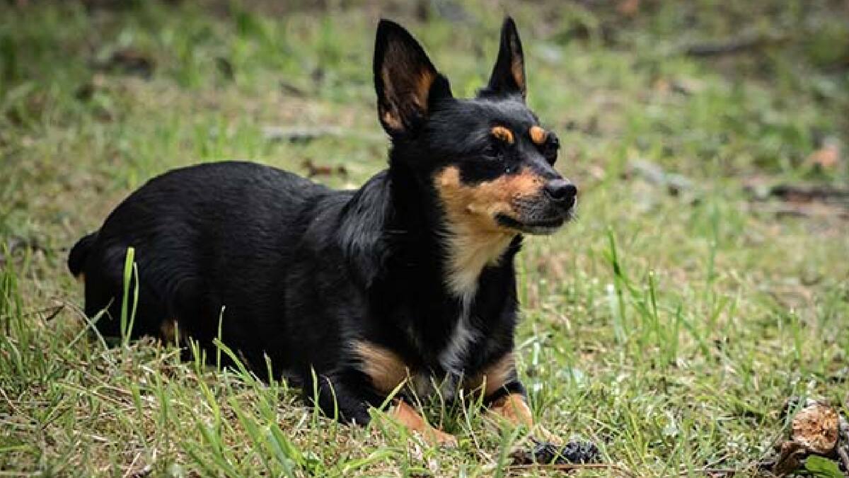 Conoce al Lancashire Heeler, la nueva raza canina reconocida por el American Kennel Club: "Un perro de gran sonrisa"