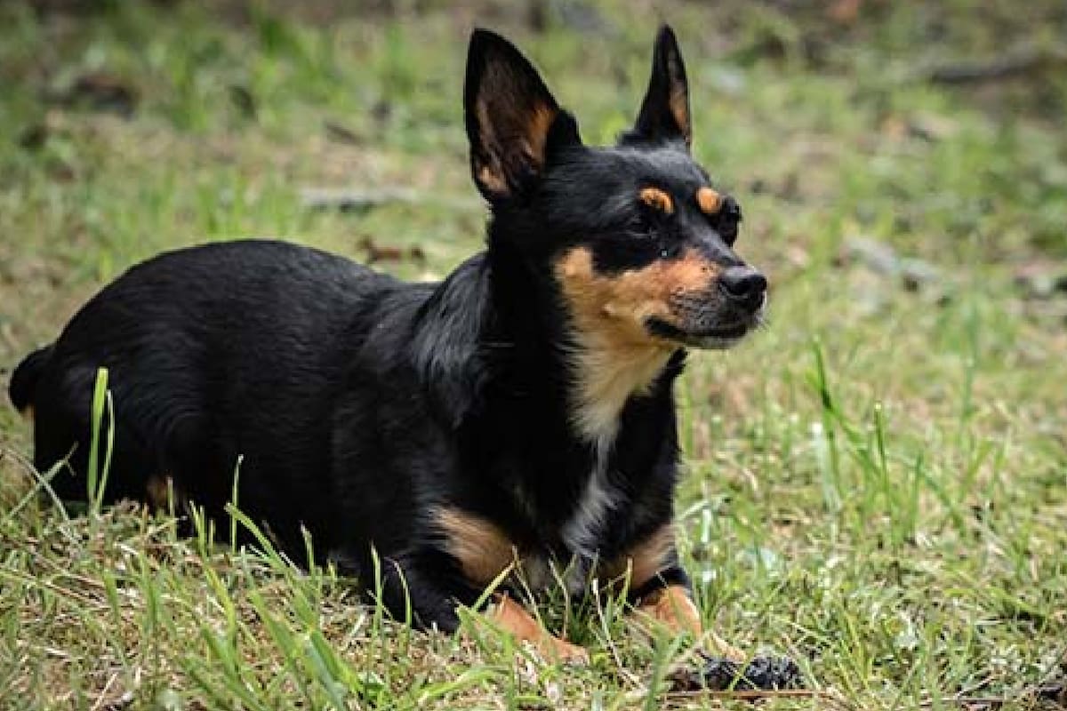 Conoce al Lancashire Heeler, la nueva raza canina reconocida por el American Kennel Club: "Un perro de gran sonrisa"