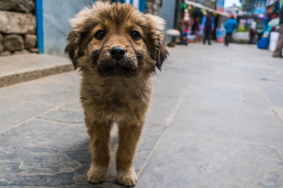 Sacrifican a perros callejeros en Alcaldía de Jalisco