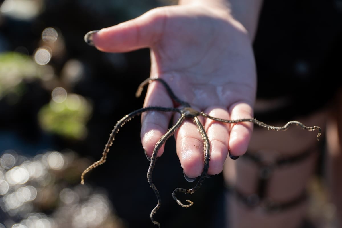 Museo Caracol invita a explorar la naturaleza con recorridos científicos