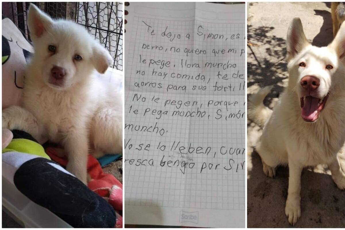 El sano y feliz crecimiento de Simón, el perrito que dejaron para que no le pegaran