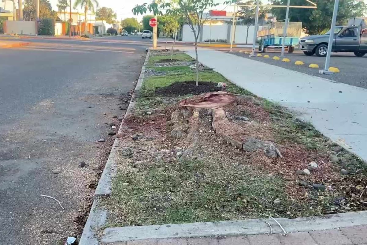 Multan con 9 mil pesos a responsable de tala de ceibas en la colonia Zona Norte de CO