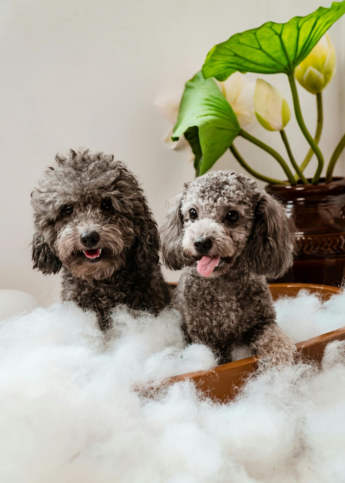 El estilo de vida de los perritos es importante para determinar cuándo es el momento adecuado para un baño. | Foto: Pexels