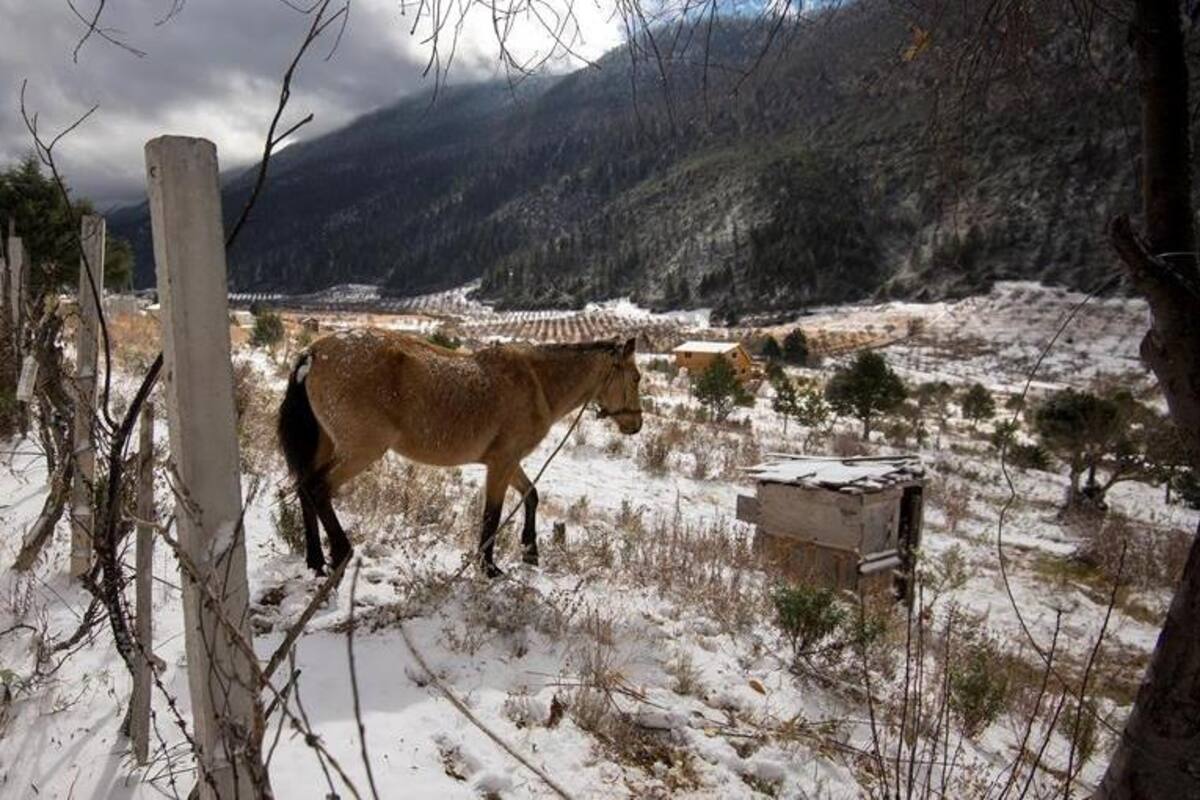 Nieve cubre el Norte de México; se mantiene clima gélido por paso de frente frío 24