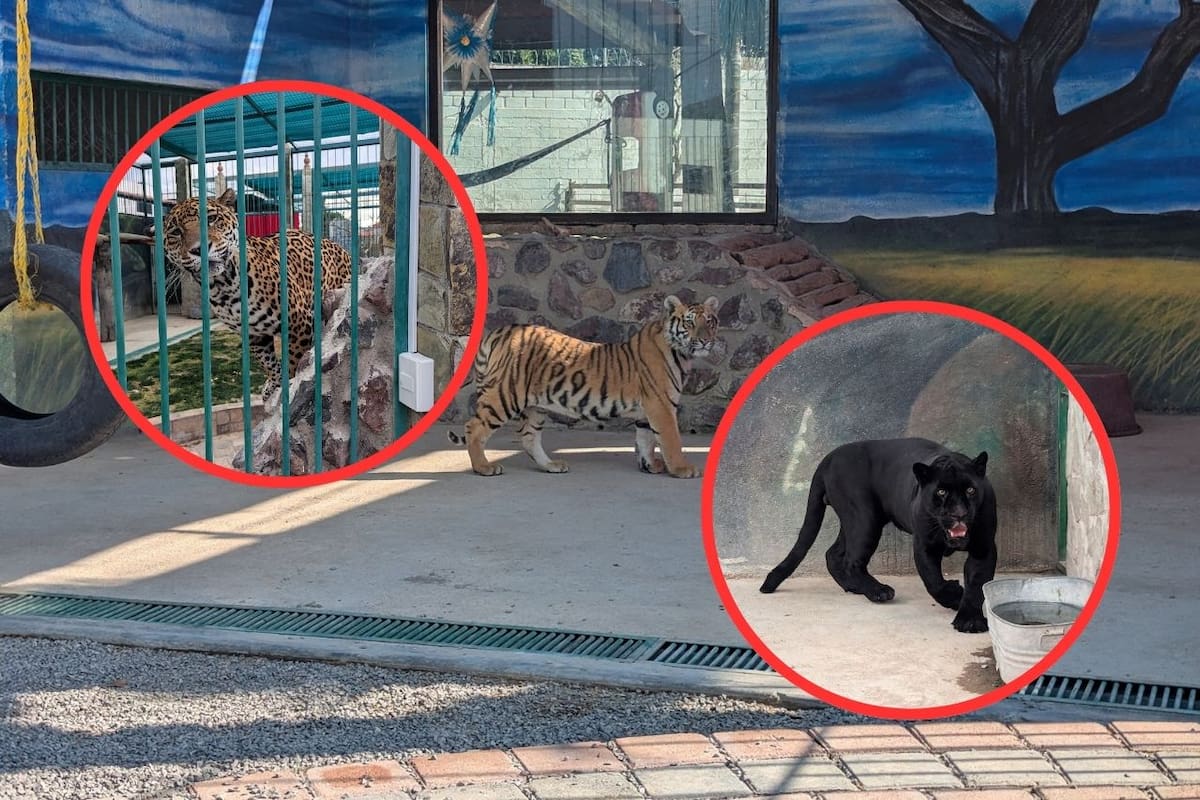 Rescatan jaguares y tigres de Bengala en cateo en Querétaro: Profepa inicia denuncia penal