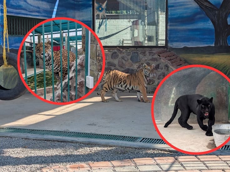 Rescatan jaguares y tigres de Bengala en cateo en Querétaro: Profepa inicia denuncia penal