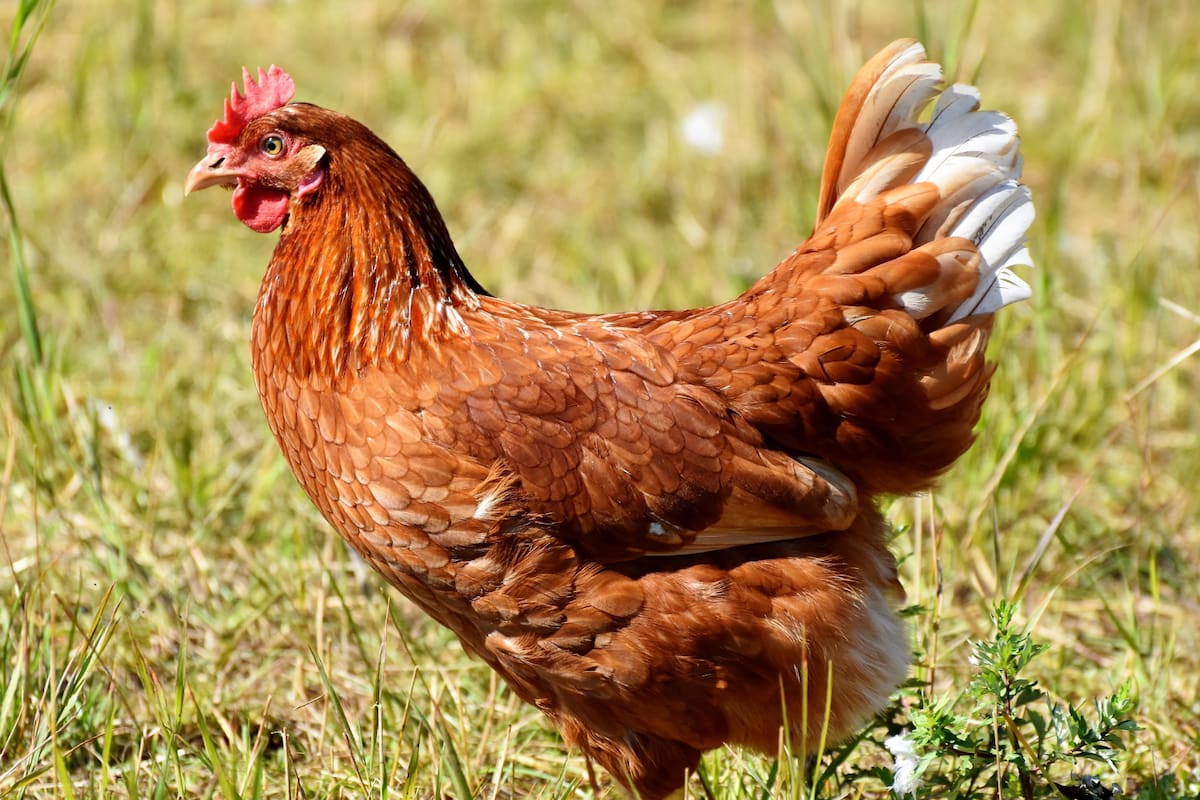 Algunos animales que pueden sobrevivir sin cabeza