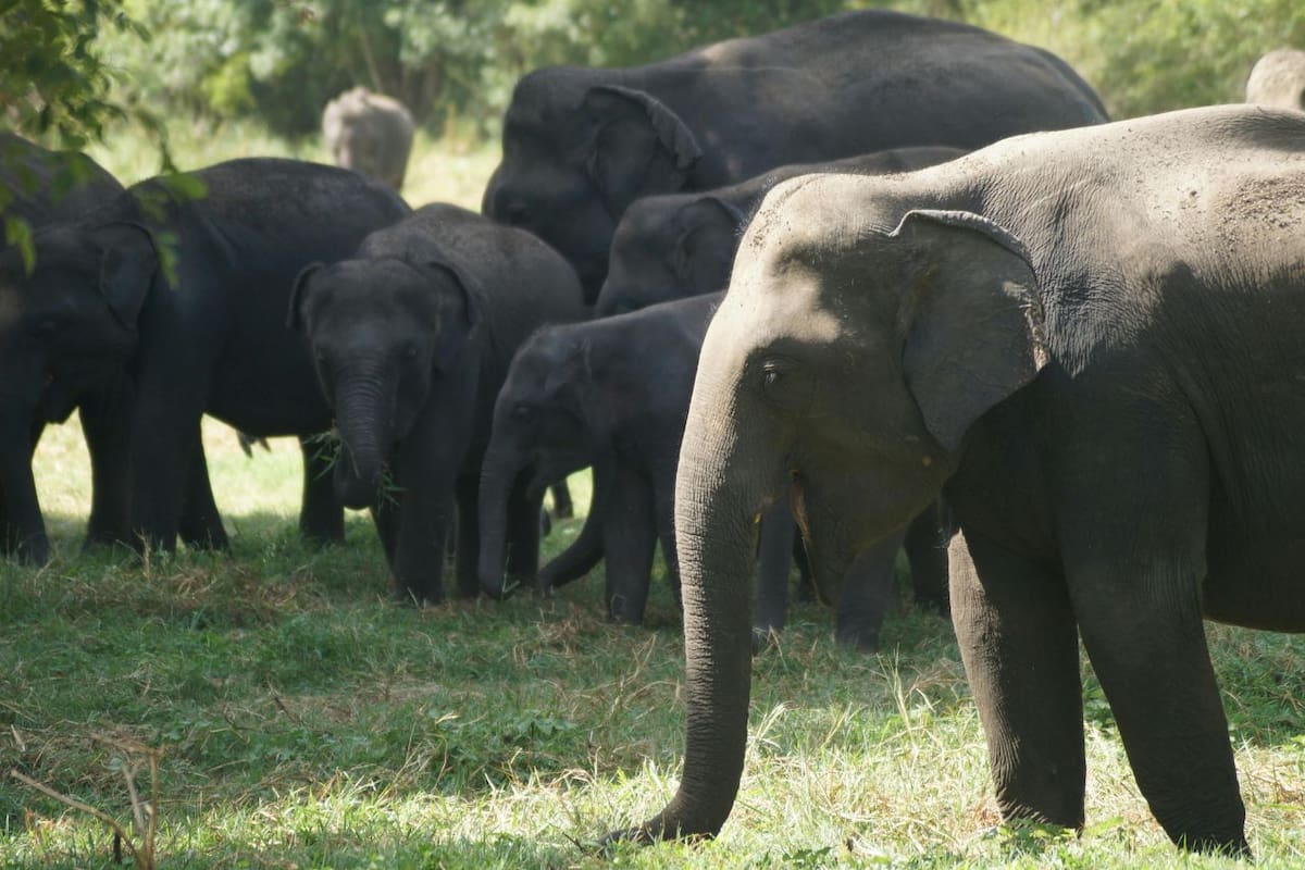 Siete elefantes asiáticos mueren atropellados por tren de alta velocidad en zona boscosa de India