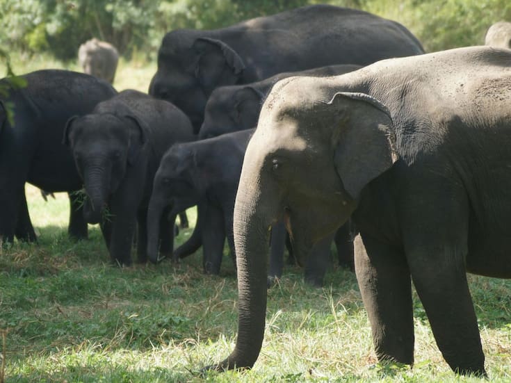 Siete elefantes asiáticos mueren atropellados por tren de alta velocidad en zona boscosa de India