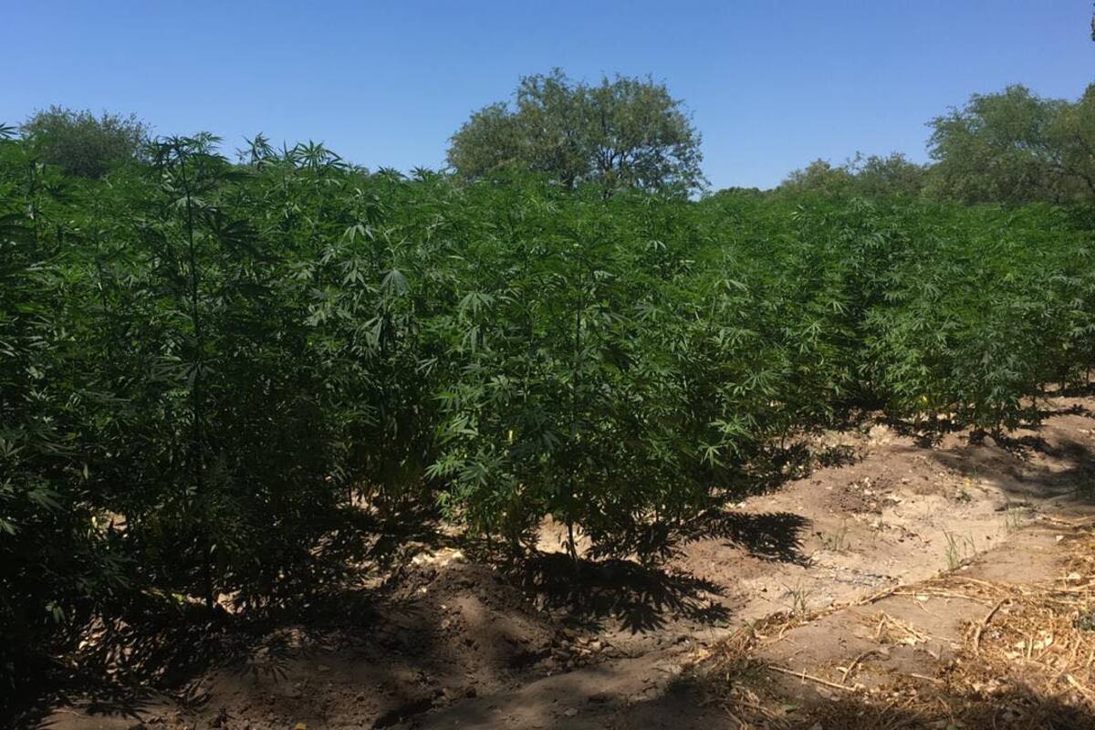 Un plantío de mariguana y tres invernaderos son hallados en Ímuris