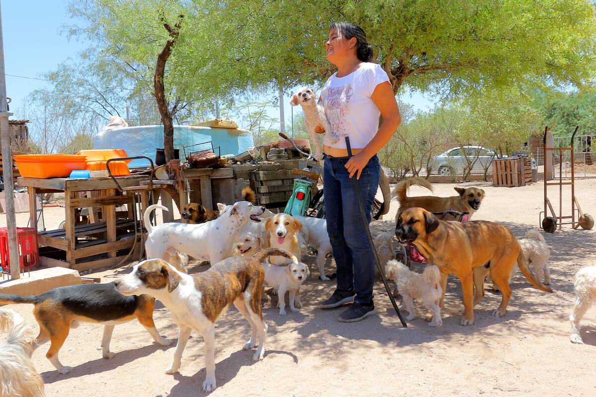 Dámaris Acosta alberga en su hogar, en el Molino de Camou, a 47 perros y necesita material de construcción para acondicionar su patio.