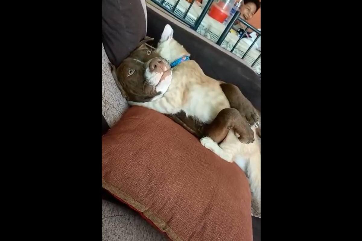 TIKTOK VIRAL: Dos animales roban la atención y son captados abrazándose