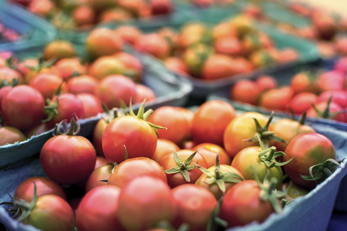 Las bajas ventas de tomate provocan que productores de Chilpancingo tengan pérdidas casi totales