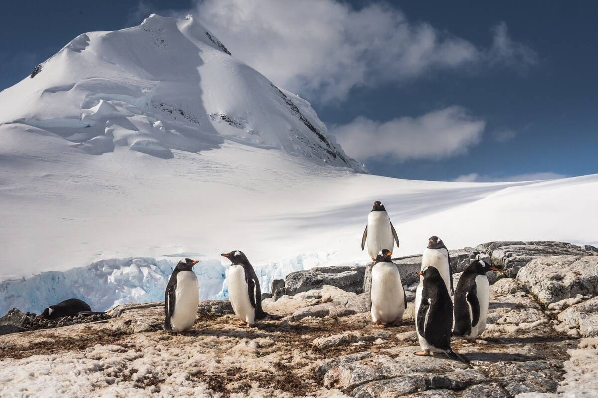 Trabajo de ensueño “contar pingüinos” en la Antártida, descubre de qué trata este empleo