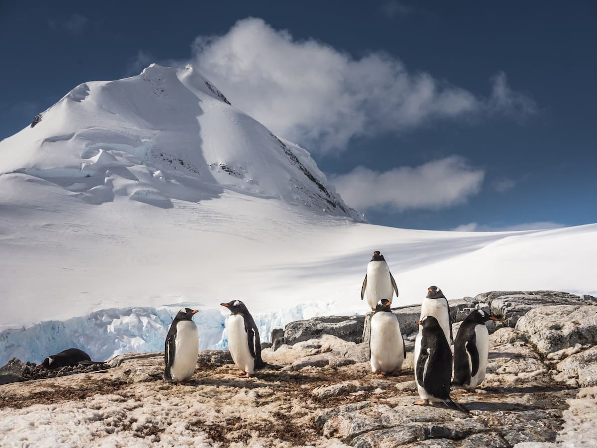 Pingüinos gentoo. /Oceanwide expeditions.