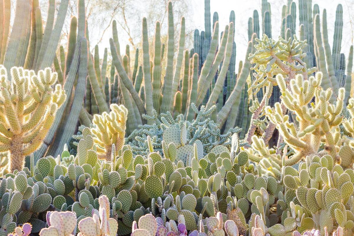 Cactus en peligro