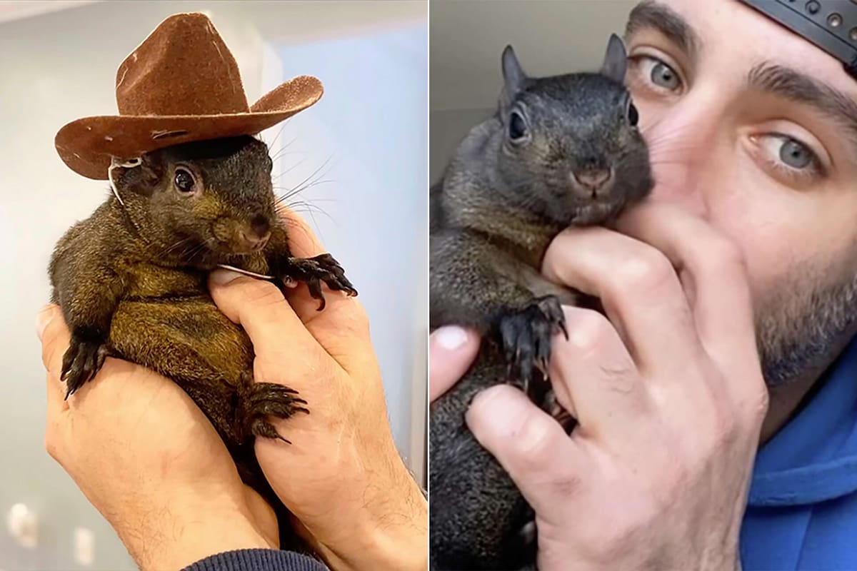 “Peanut”: La muerte de la ardilla mascota que está conmocionando a internet