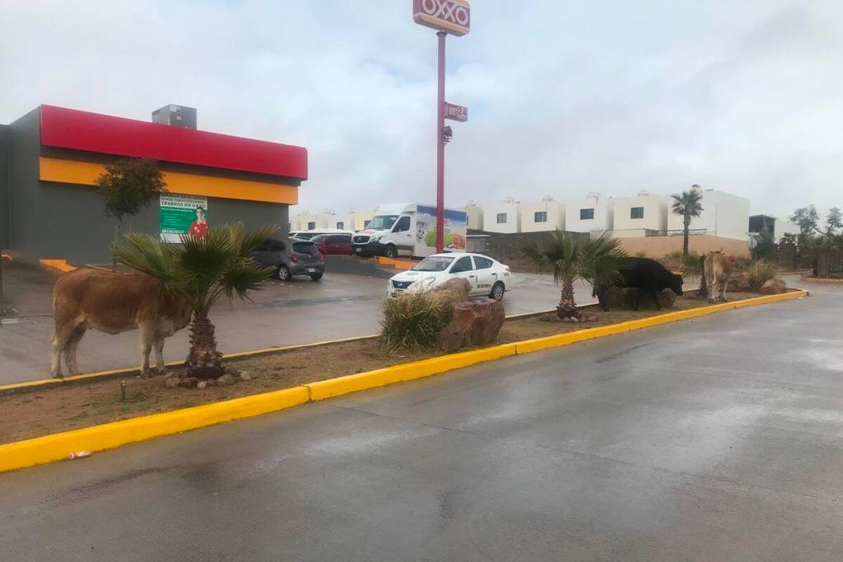 Vacas y chivos toman las calles