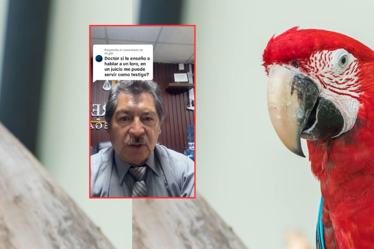 “Si le enseño a hablar a un loro, ¿puede ser testigo en la corte?”: abogado responde en serio y sorprende a redes