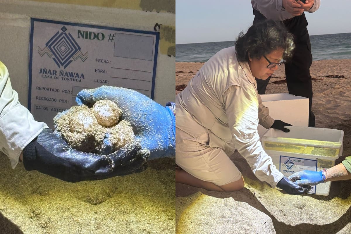 Rescatan 98 huevos de tortuga de playa Las Conchas en Puerto Peñasco