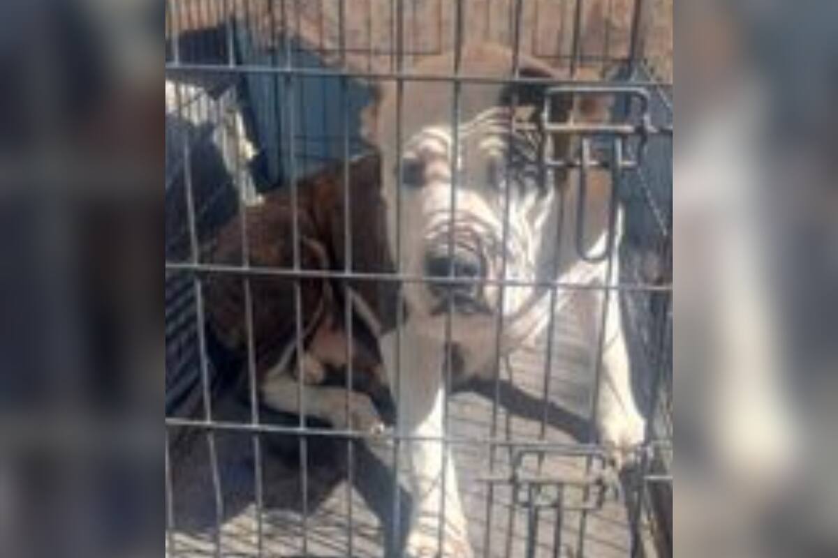 Rescata AMIC a canina Pitbull por maltrato animal en Cajeme